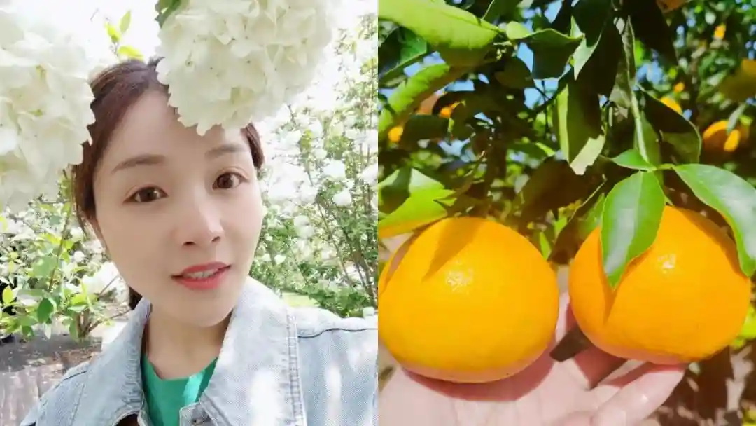 从农资商到柑橘代办，四川蒲江美女代办种150亩柑橘一天卖60吨