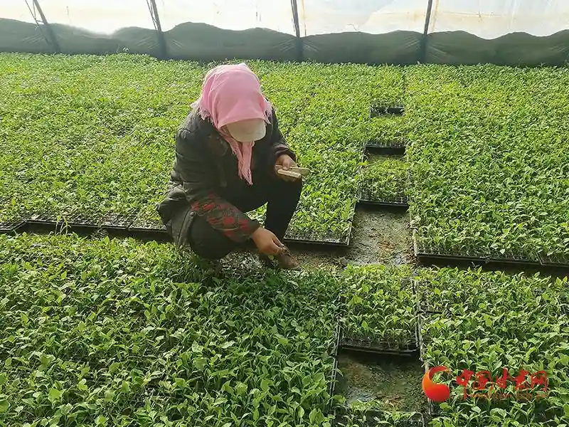 瓜州：“甜蜜”路上“追梦人”