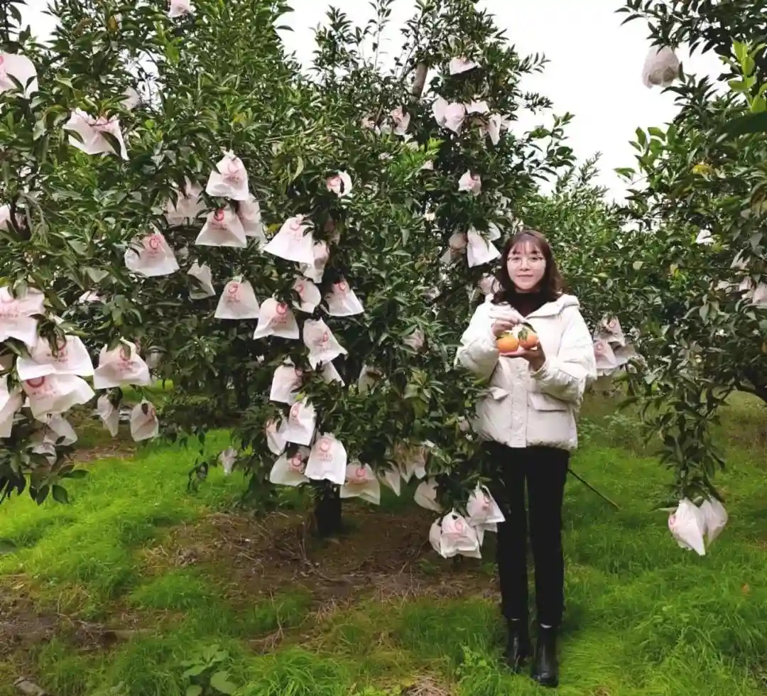 从农资商到柑橘代办，四川蒲江美女代办种150亩柑橘一天卖60吨