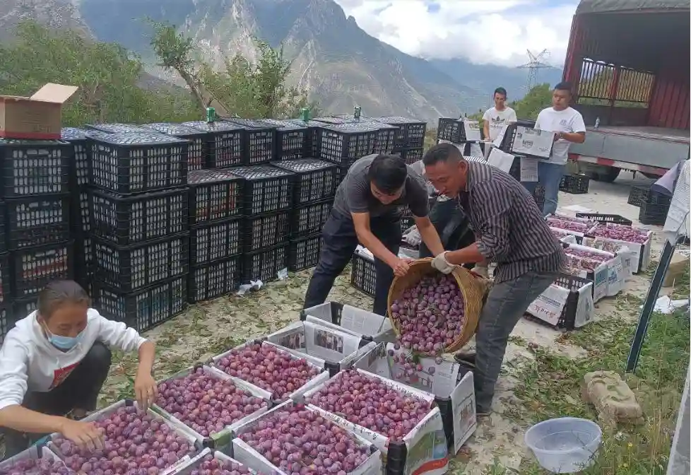 爱心助农，理县较场村15万斤红脆李找到销路