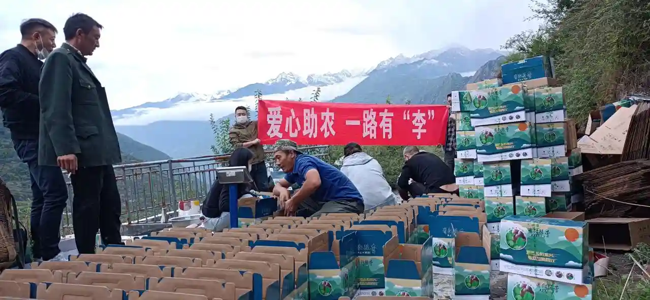 爱心助农，理县较场村15万斤红脆李找到销路