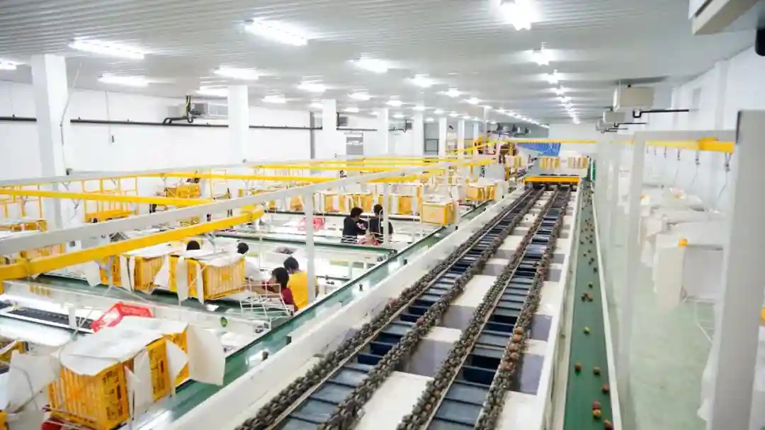 夫妻、子女、外侄齐上阵，曾向P2P借钱的洪九果品赴港上市