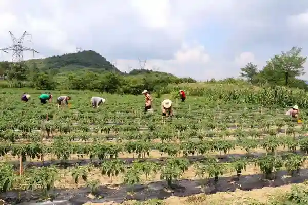 贵阳3家企业入选国家重点龙头企业