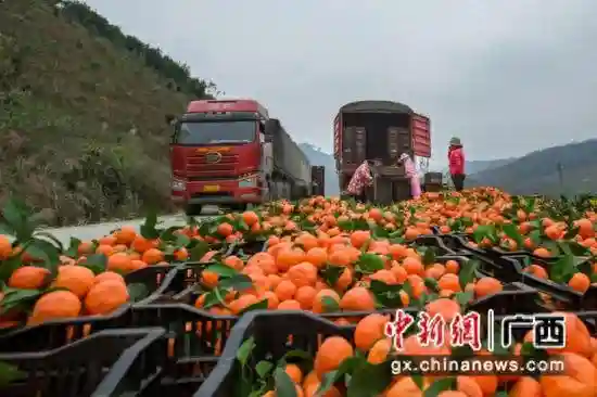 揭秘中国沙糖桔之乡的“流量密码” 数智助农喜获丰收