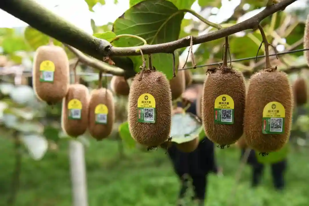 夫妻、子女、外侄齐上阵，曾向P2P借钱的洪九果品赴港上市