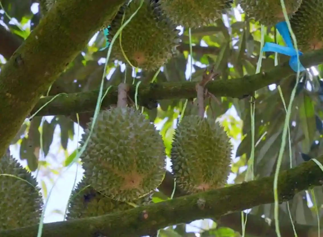 签约马来西亚顶级果园、国内龙头供应商 京东超市直采进口首批马来西亚鲜食