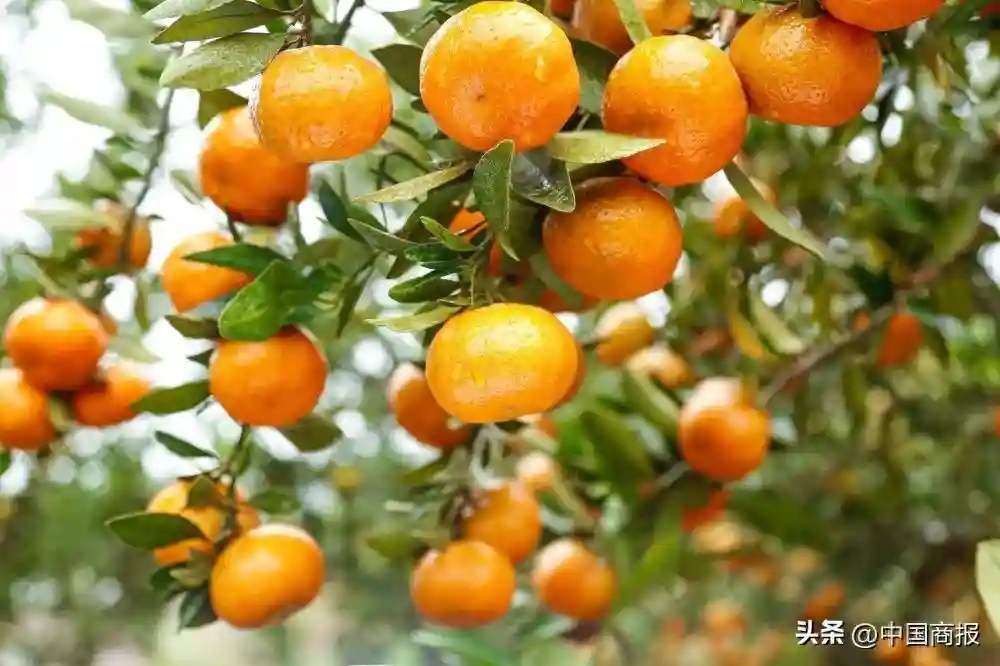 “10元3斤”已成历史？网友吐槽今年砂糖橘卖到6.66元5个，业内人士预测价格走