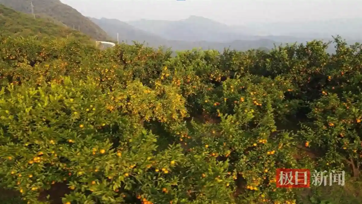 南漳柑橘成熟远销海外，电力助力生产按下“加速键”