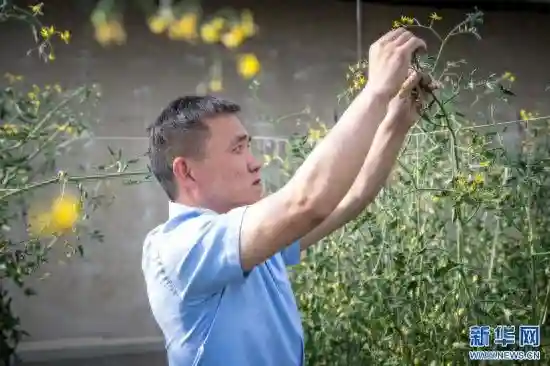 把“长安智慧”留给西藏最远的阿里——陕西援藏干部成功探索高原果蔬种植侧