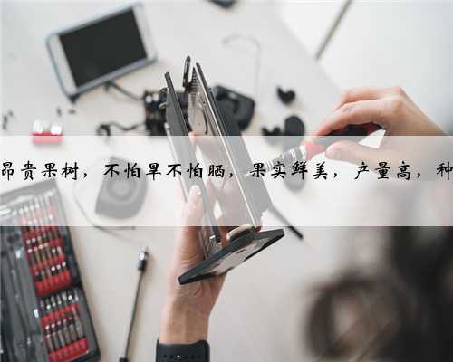 我国的昂贵果树，不怕旱不怕晒，果实鲜美，产量高，种植简单