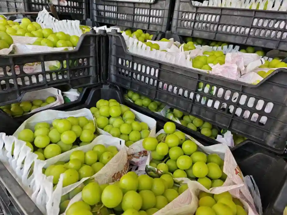 跌破十元每斤！临沂阳光玫瑰价格“大跳水”，市场影响几何？