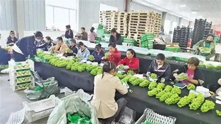 陕西“阳光玫瑰”缘何热销东南亚？