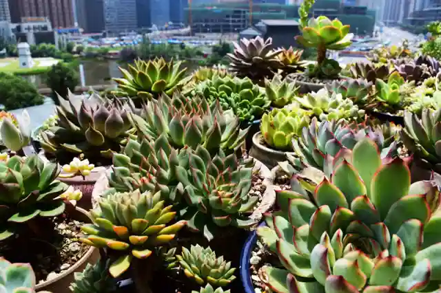 招募｜看多肉、学画画、尝新品，就问你来不来？！