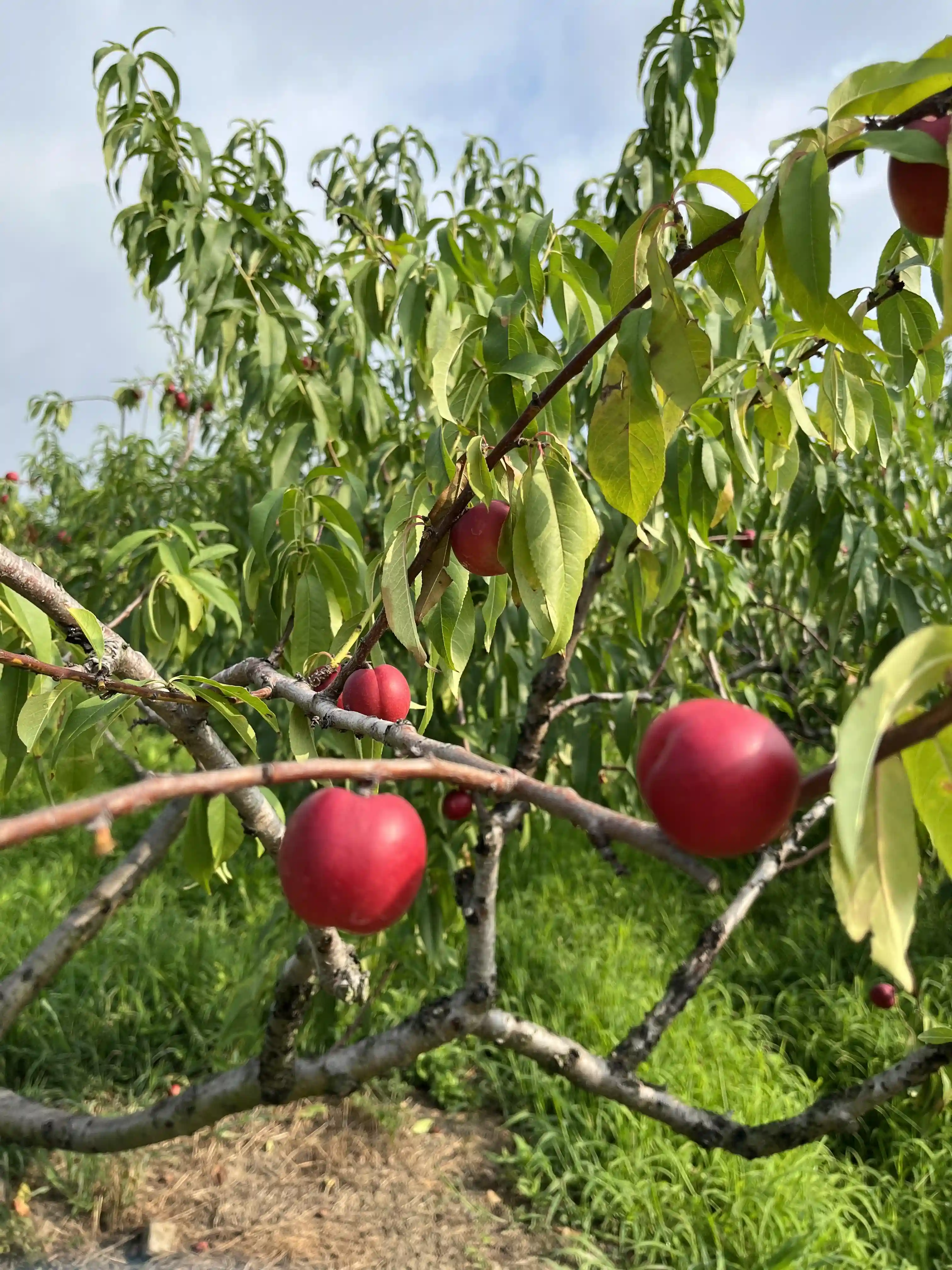 奉贤枣油桃“甜蜜”上市！小巧玲珑、鲜甜脆爽~惹人青睐
