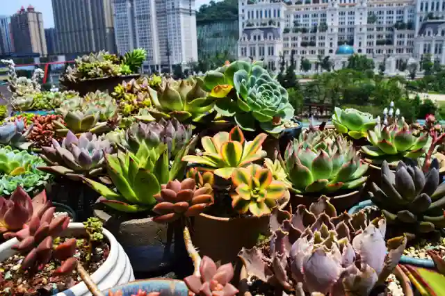 招募｜看多肉、学画画、尝新品，就问你来不来？！