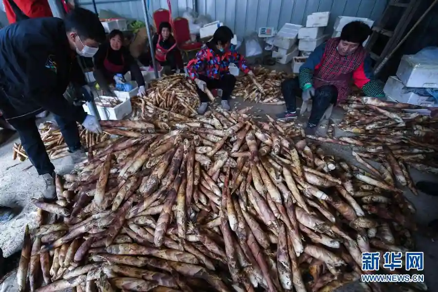 竹乡临安：春笋批量上市