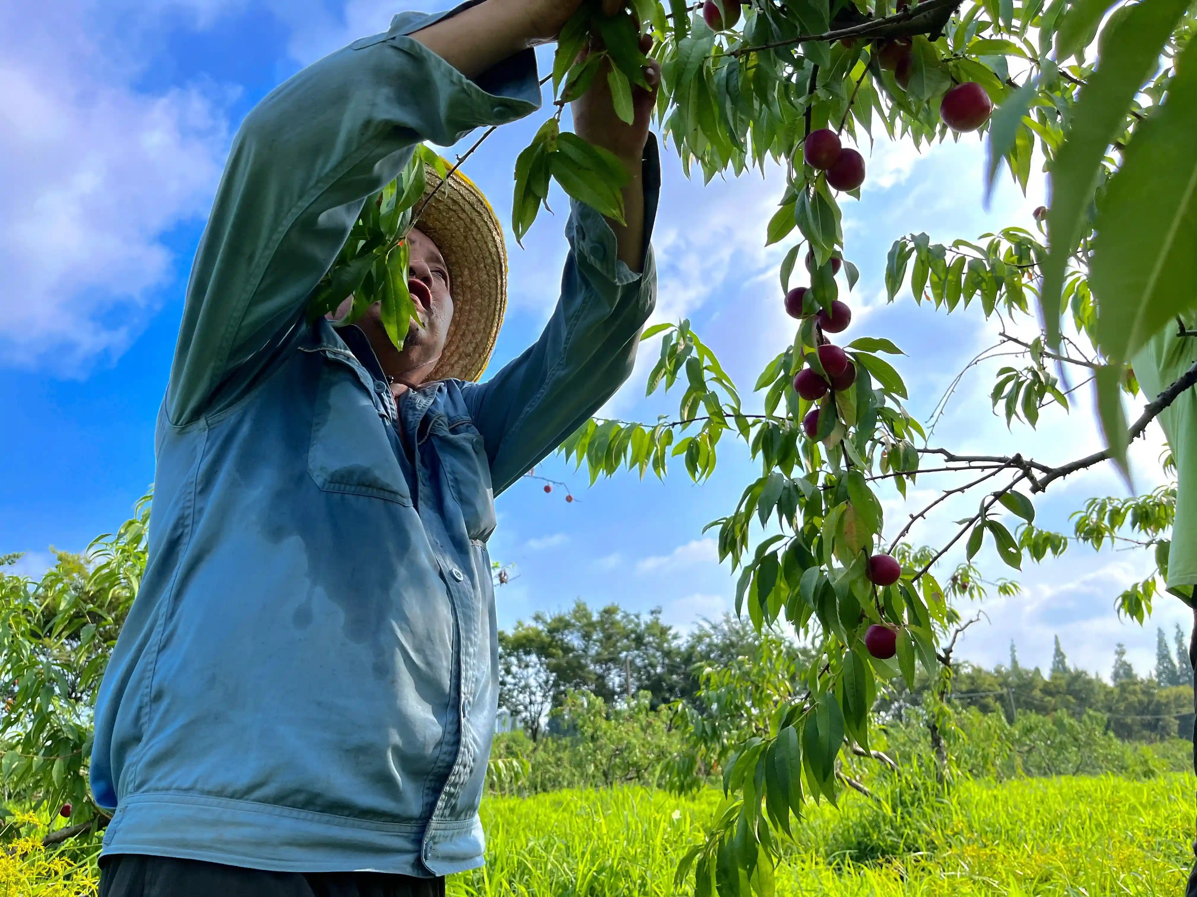 奉贤枣油桃“甜蜜”上市！小巧玲珑、鲜甜脆爽~惹人青睐