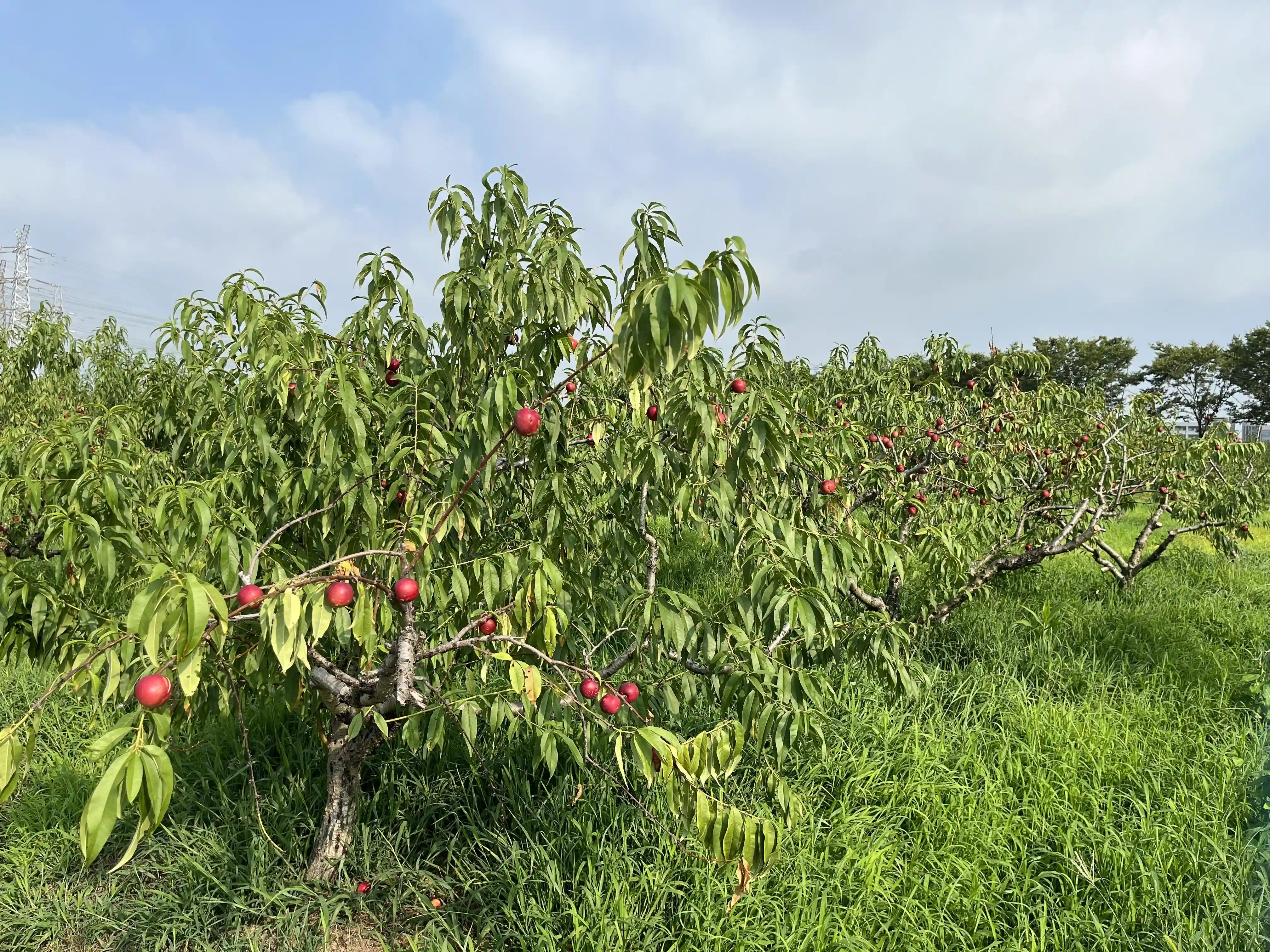 奉贤枣油桃“甜蜜”上市！小巧玲珑、鲜甜脆爽~惹人青睐