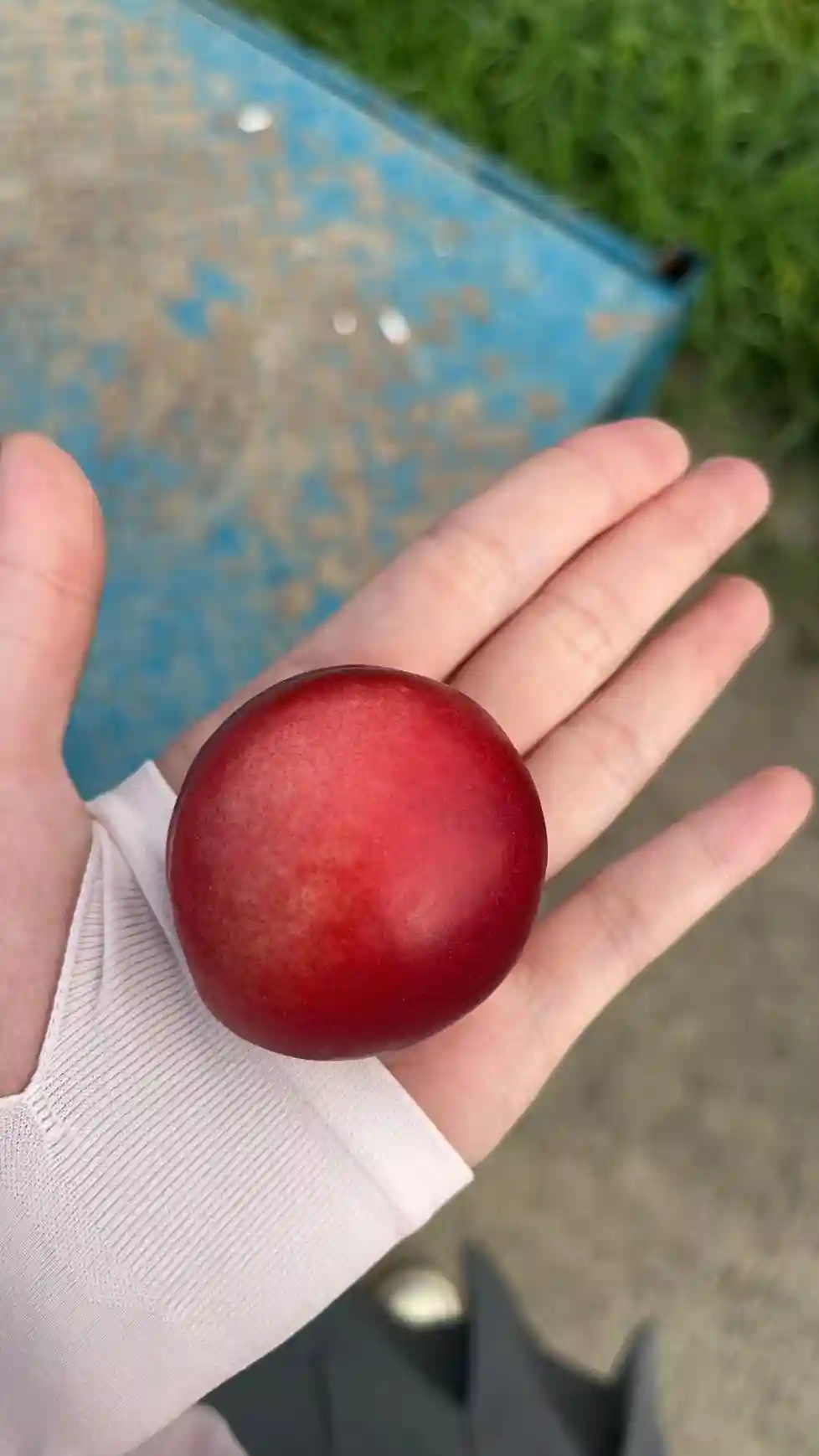 奉贤枣油桃“甜蜜”上市！小巧玲珑、鲜甜脆爽~惹人青睐