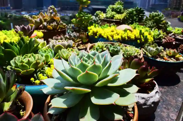 招募｜看多肉、学画画、尝新品，就问你来不来？！