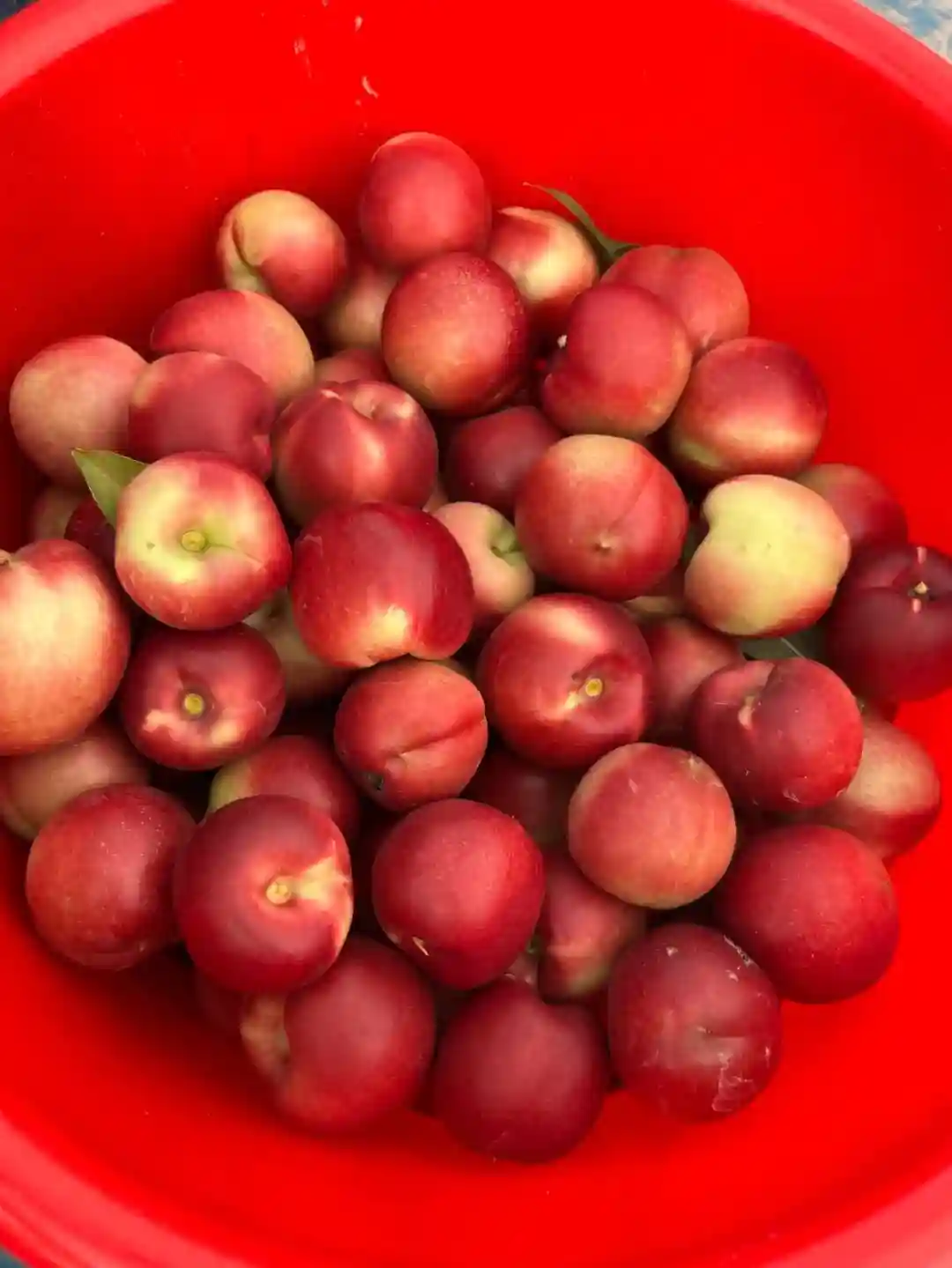 又脆又甜~奉贤枣油桃上市啦