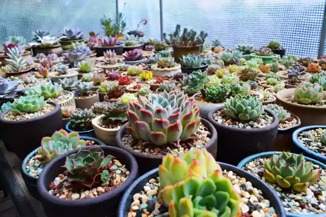 招募｜看多肉、学画画、尝新品，就问你来不来？！