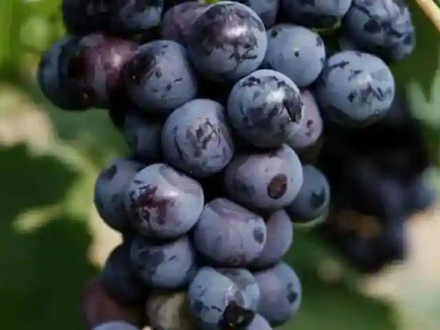 为什么要做精品果？精品果和普通果价格反差巨大