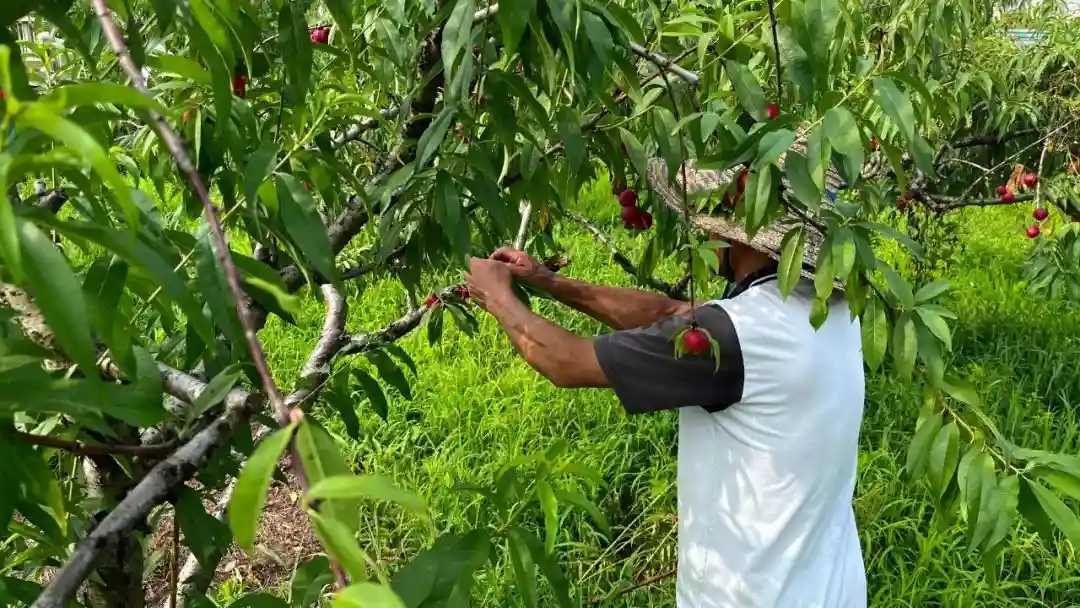 又脆又甜~奉贤枣油桃上市啦