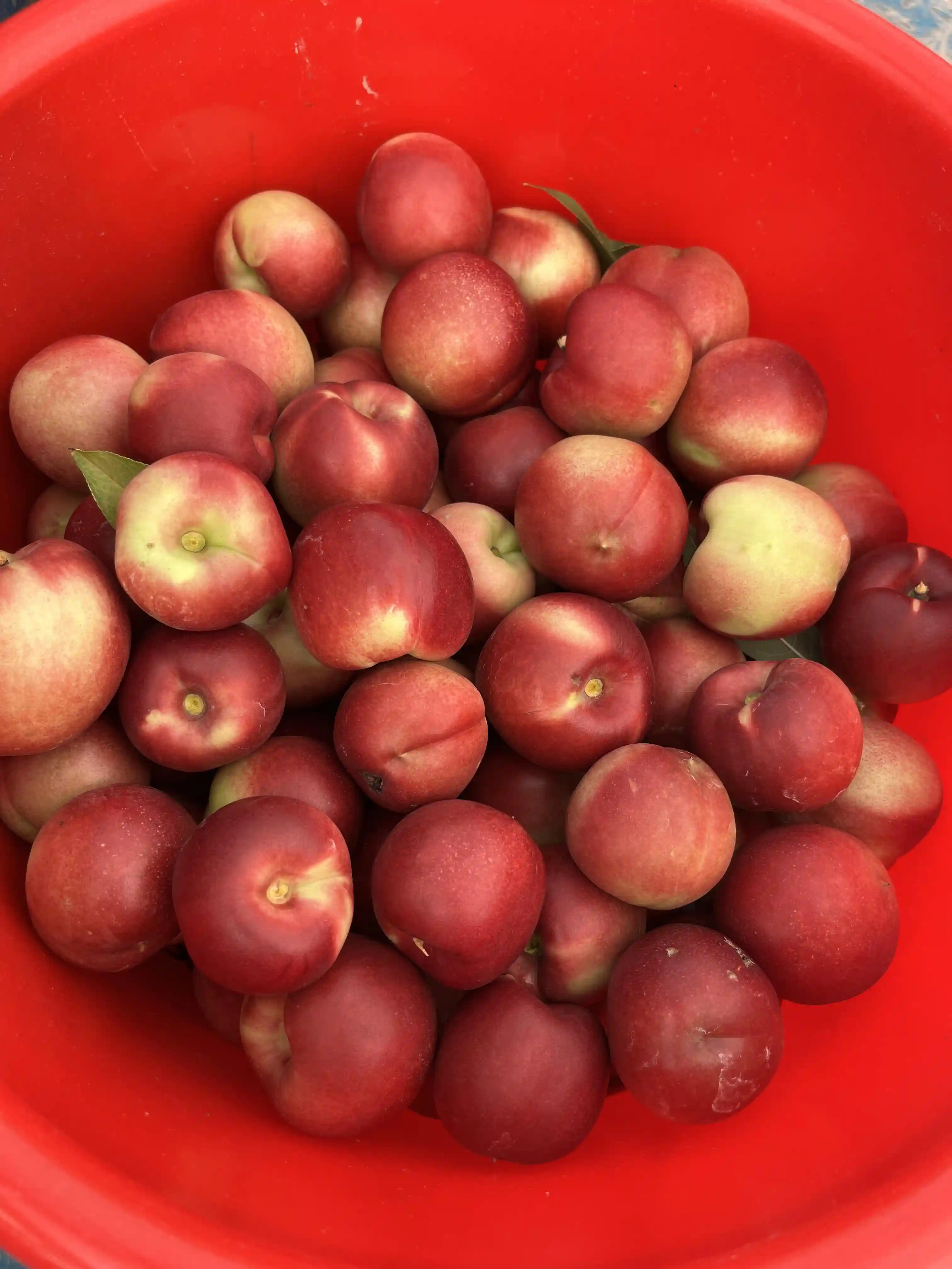 奉贤枣油桃“甜蜜”上市！小巧玲珑、鲜甜脆爽~惹人青睐