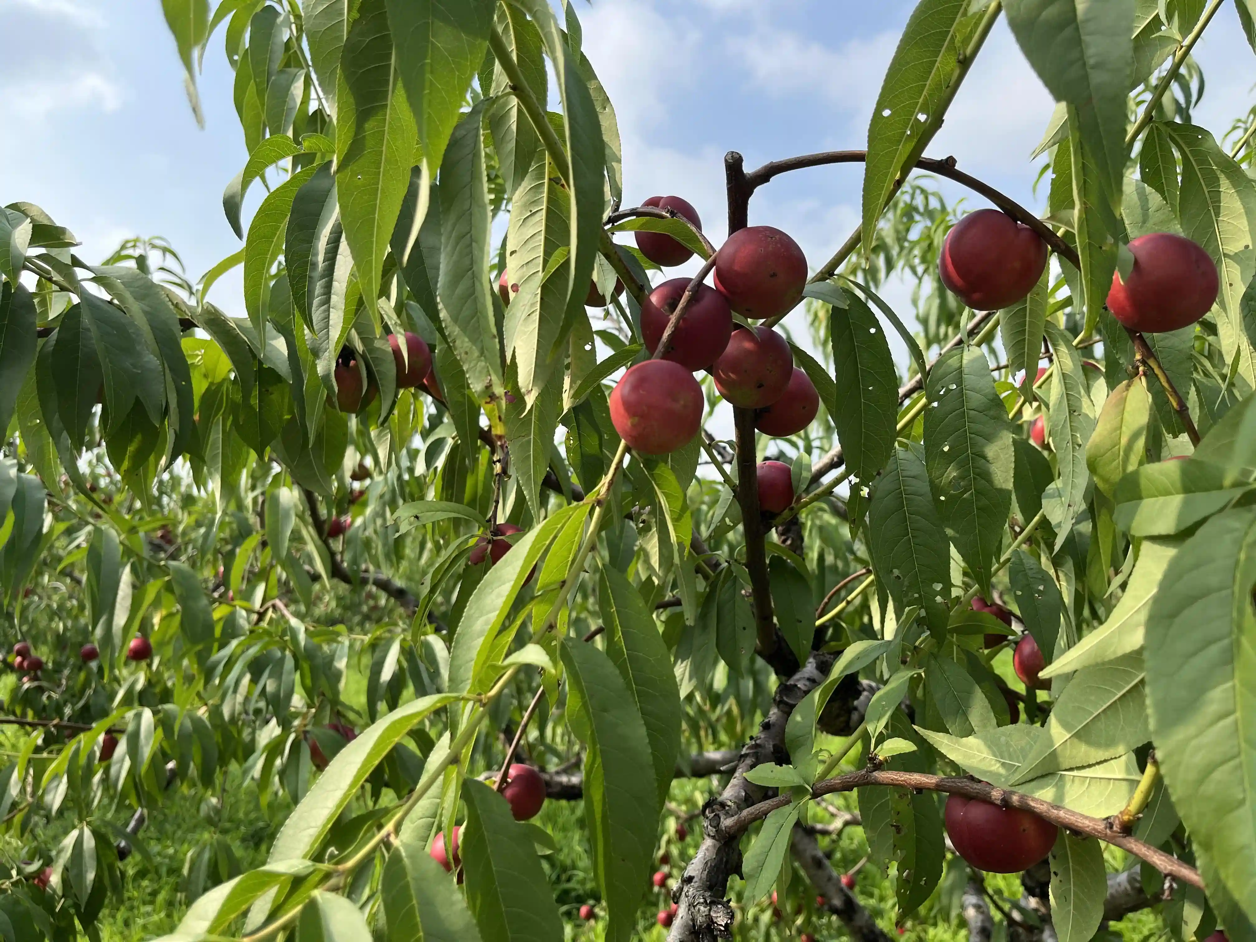 奉贤枣油桃“甜蜜”上市！小巧玲珑、鲜甜脆爽~惹人青睐