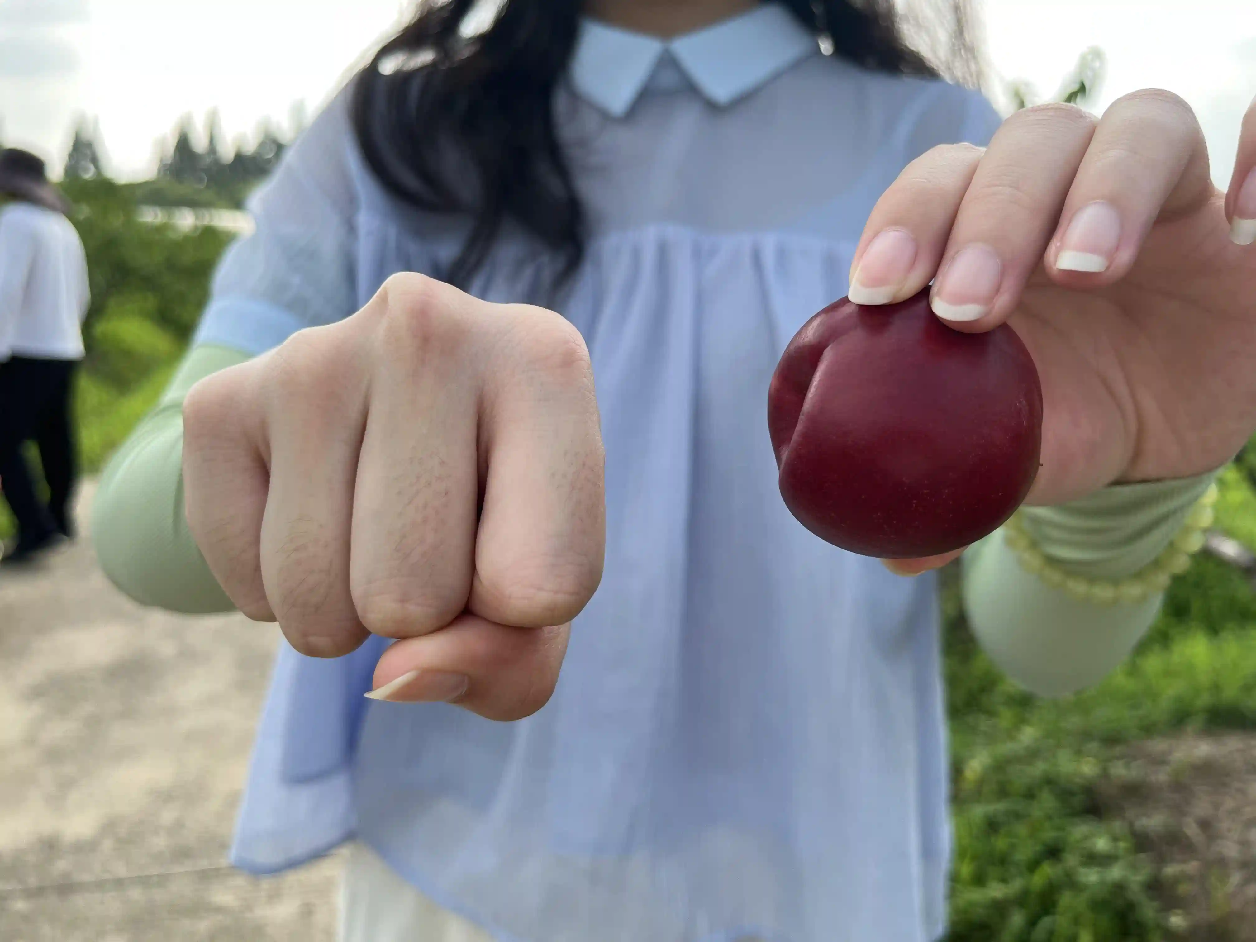 奉贤枣油桃“甜蜜”上市！小巧玲珑、鲜甜脆爽~惹人青睐