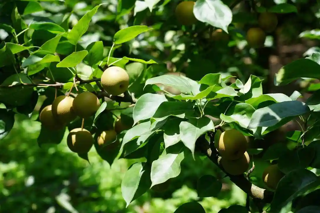 梨果飘香产业旺——中方县大力发展金秋梨产业工作纪实