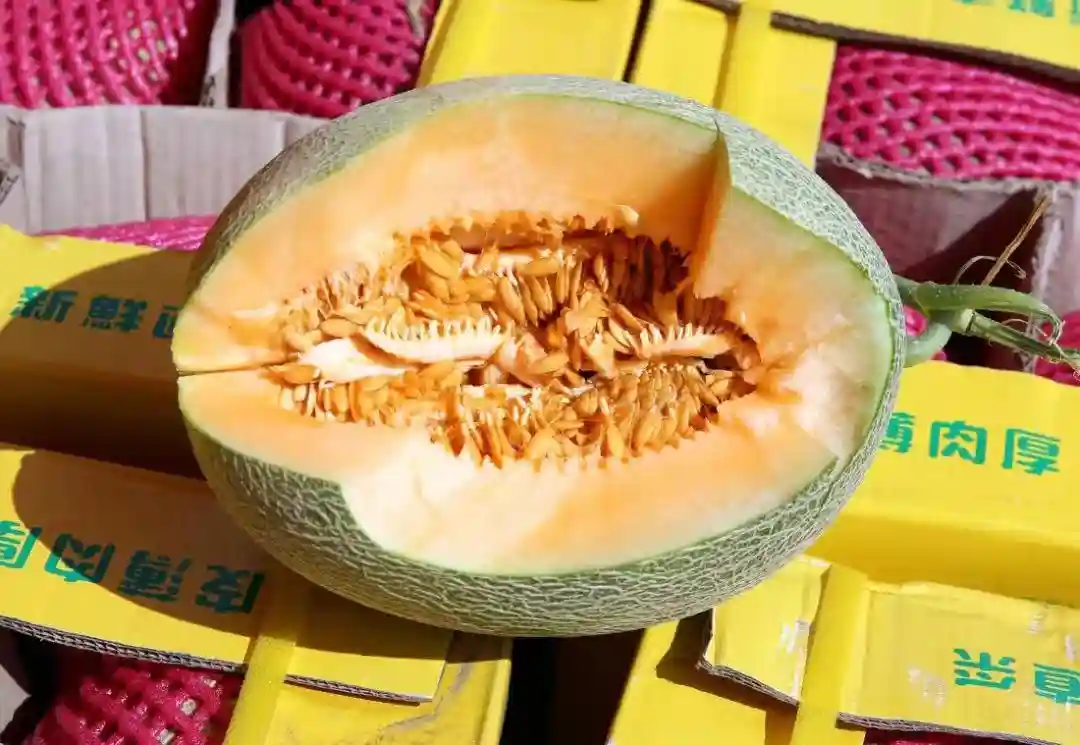 新疆哈密瓜集中上市，开启甜蜜热销