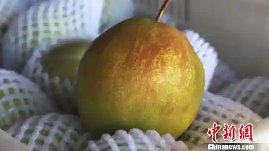 山西隰县“梨王”地头销售一空 最贵10元一个