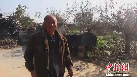 山西隰县“梨王”地头销售一空 最贵10元一个