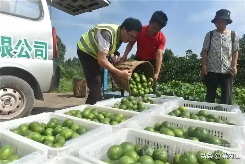 酸甜爽口！内江秋天的第一口蜜橘，等你来尝鲜——
