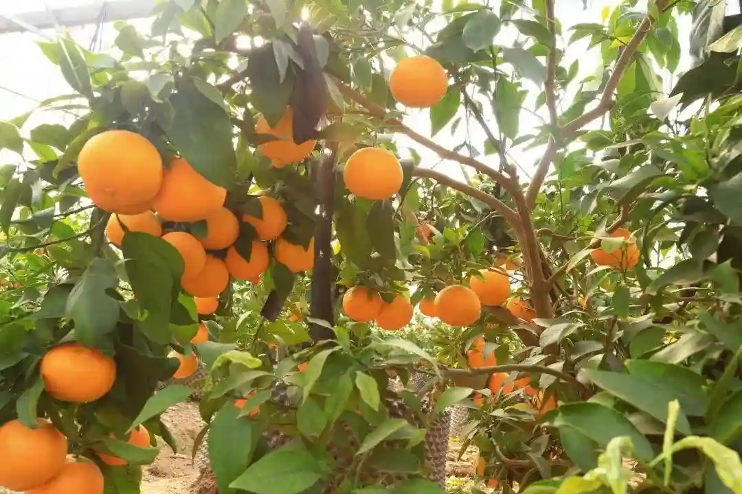 【提示】柑橘进公园推介活动持续到12月1日（附柑橘果园名单）