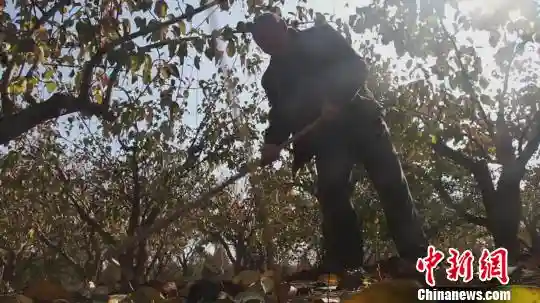 山西隰县“梨王”地头销售一空 最贵10元一个