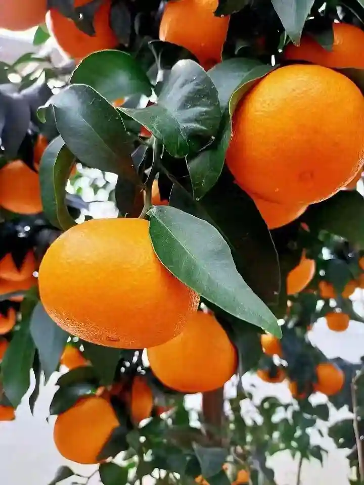 【提示】柑橘进公园推介活动持续到12月1日（附柑橘果园名单）