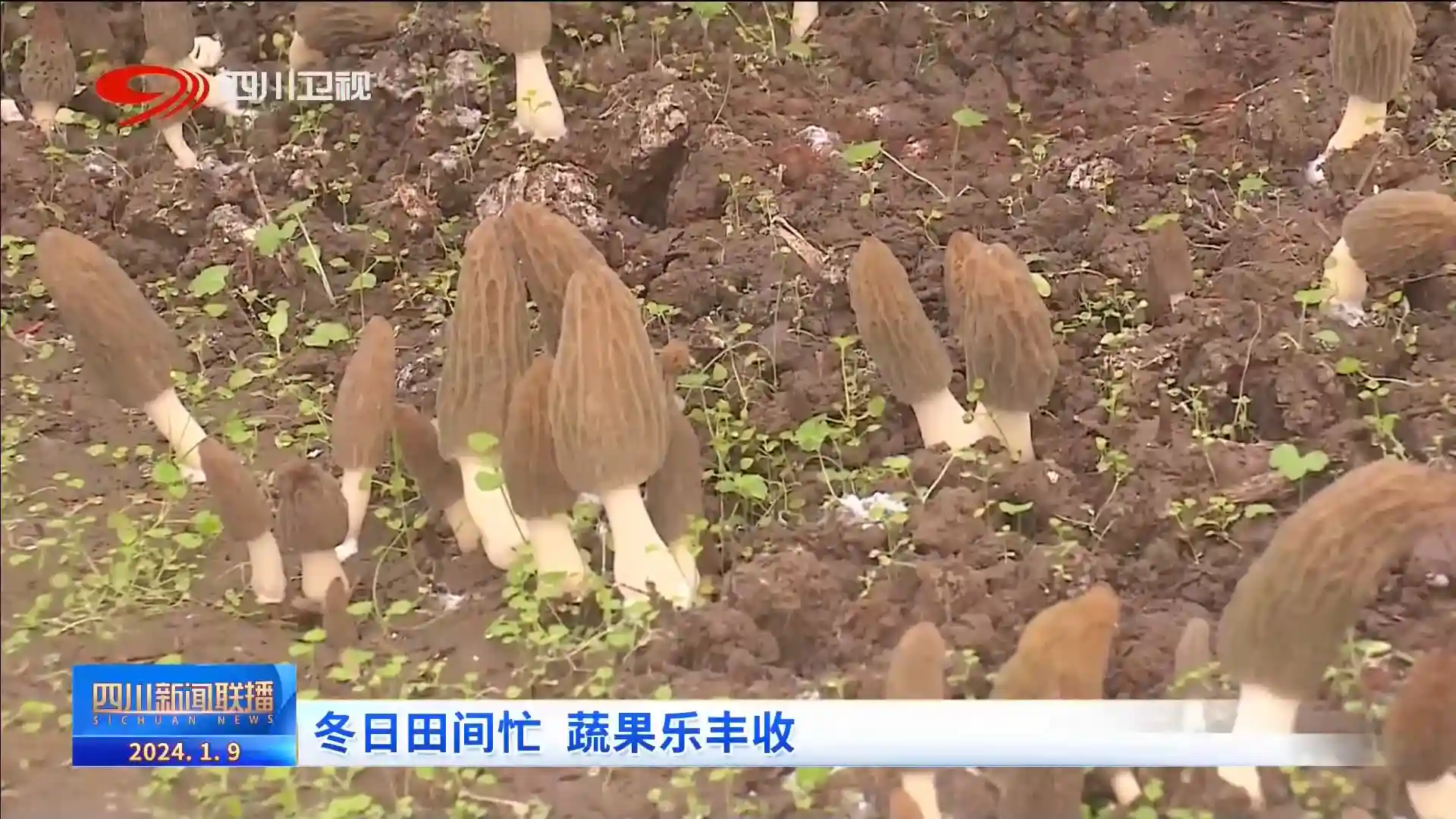 四川新闻联播 ｜ 冬日田间忙 蔬果迎丰收