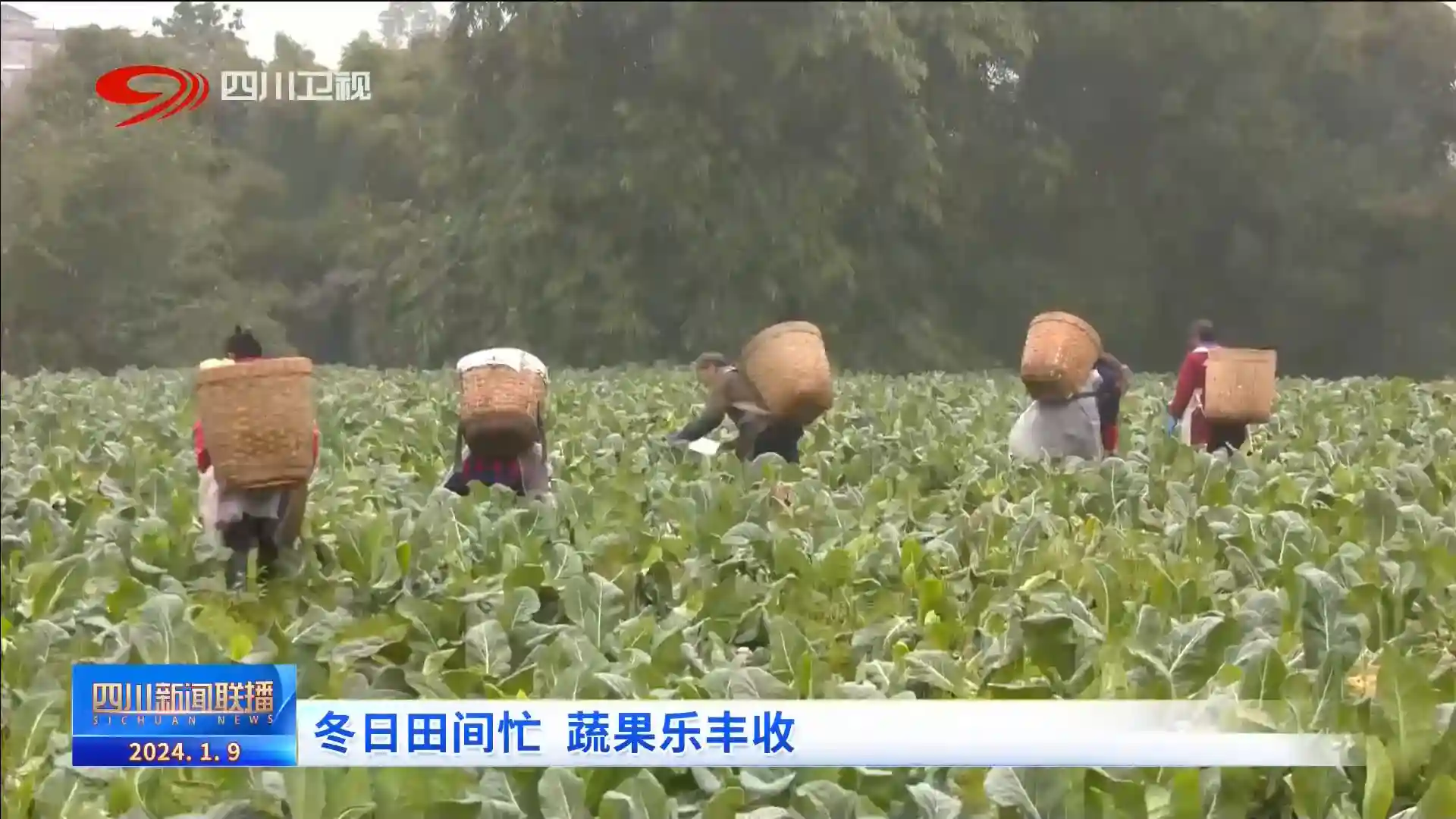 四川新闻联播 ｜ 冬日田间忙 蔬果迎丰收