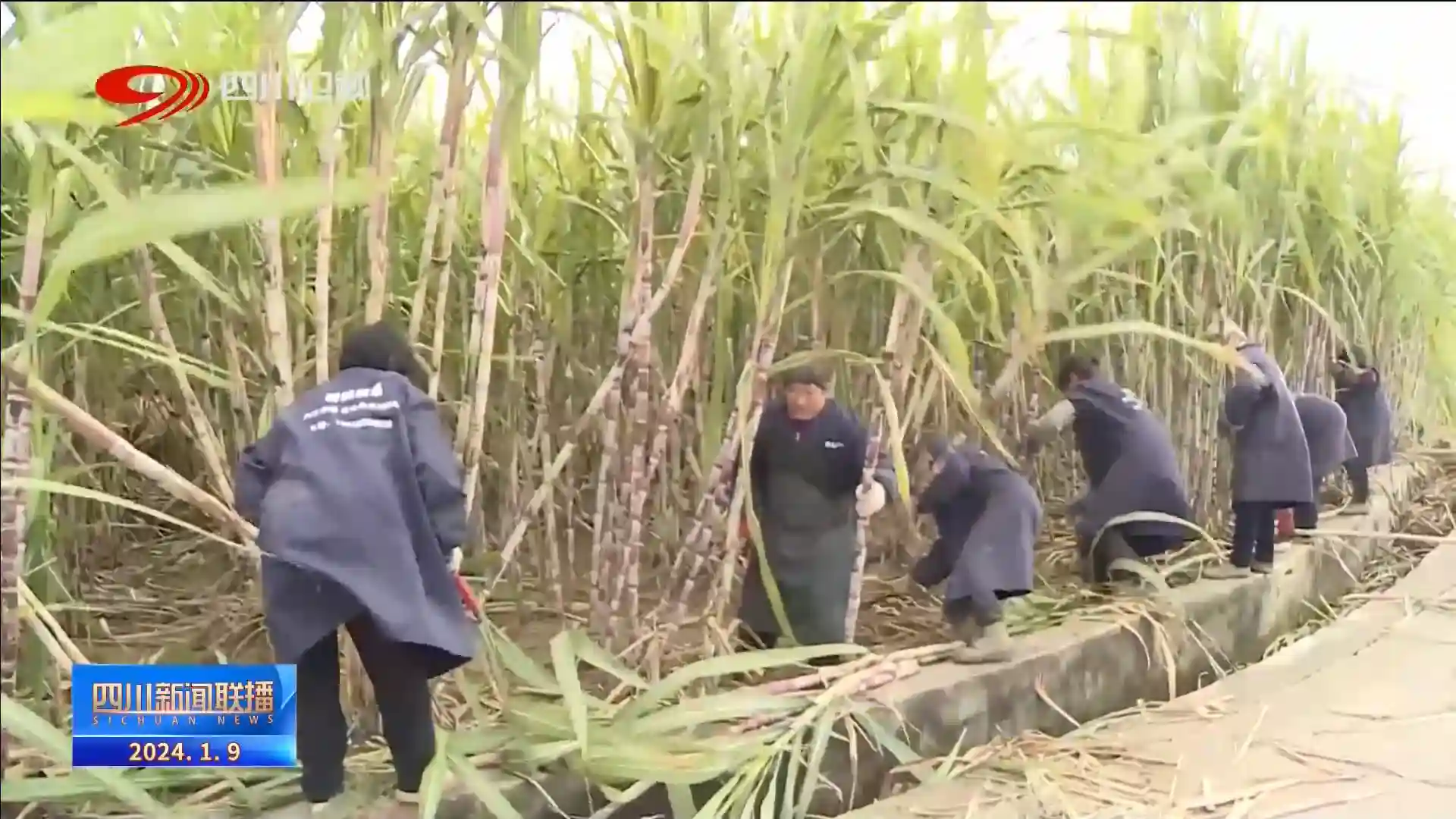 四川新闻联播 ｜ 冬日田间忙 蔬果迎丰收