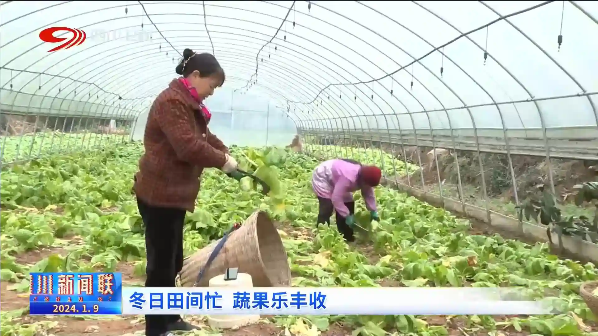 四川新闻联播 ｜ 冬日田间忙 蔬果迎丰收