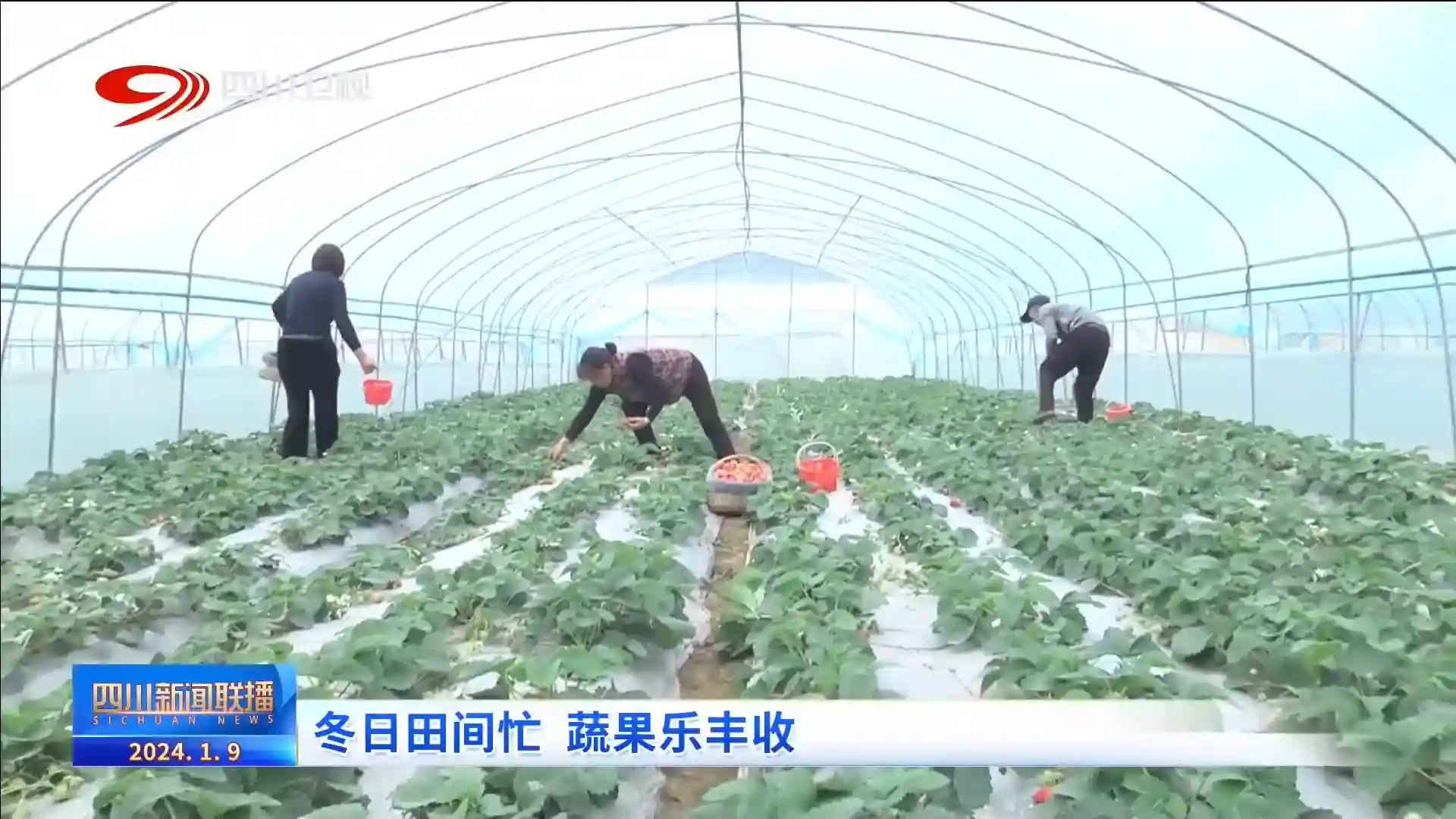 四川新闻联播 ｜ 冬日田间忙 蔬果迎丰收