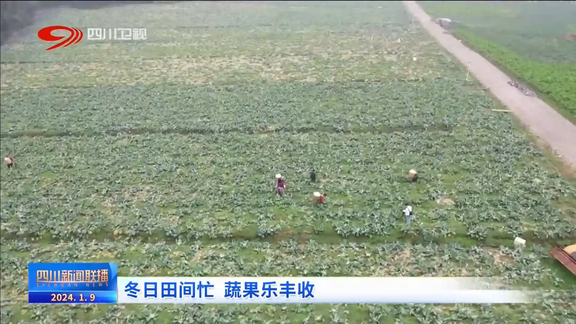 四川新闻联播 ｜ 冬日田间忙 蔬果迎丰收