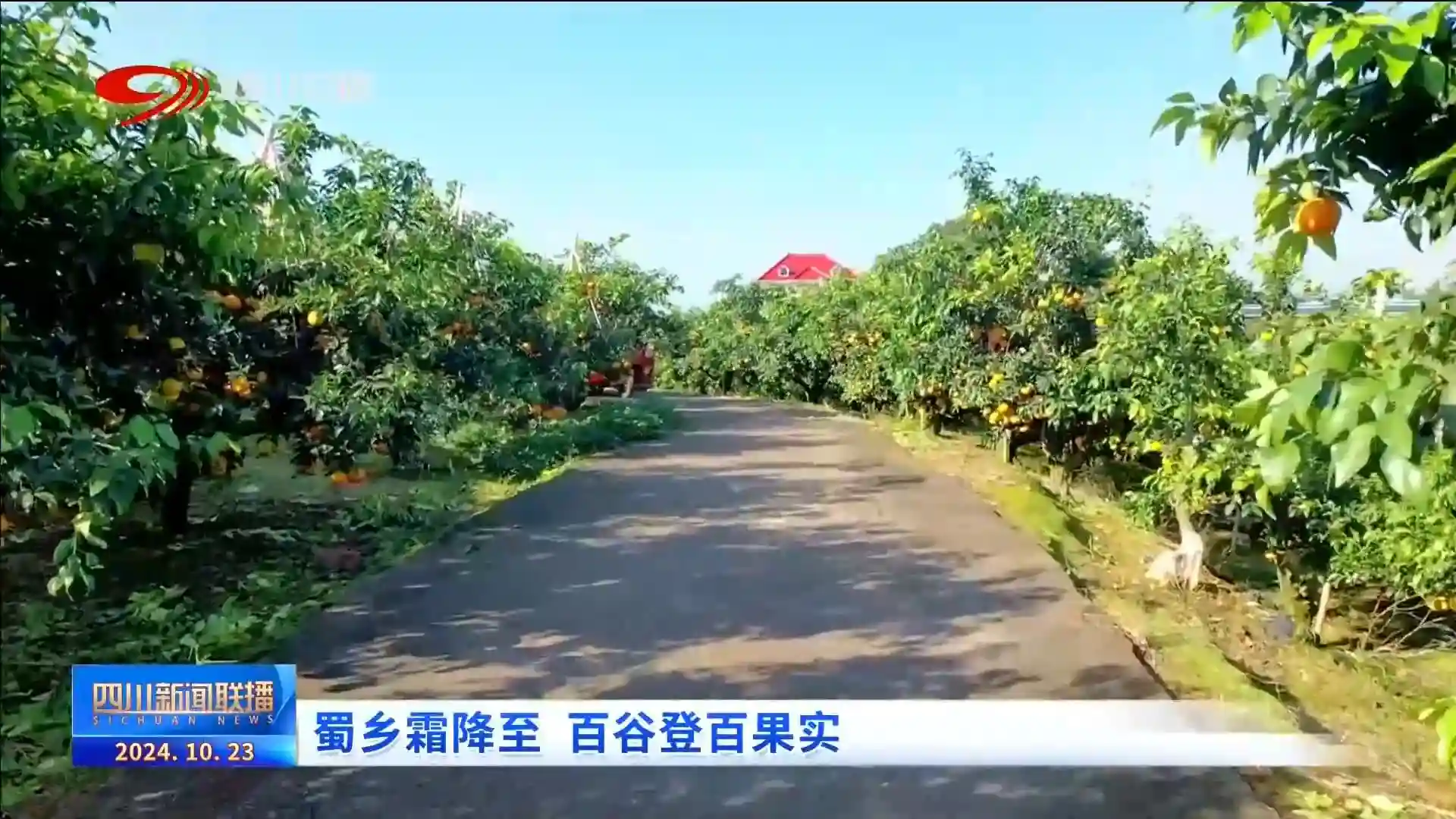 四川新闻联播丨蜀乡霜降至 百谷登百果实