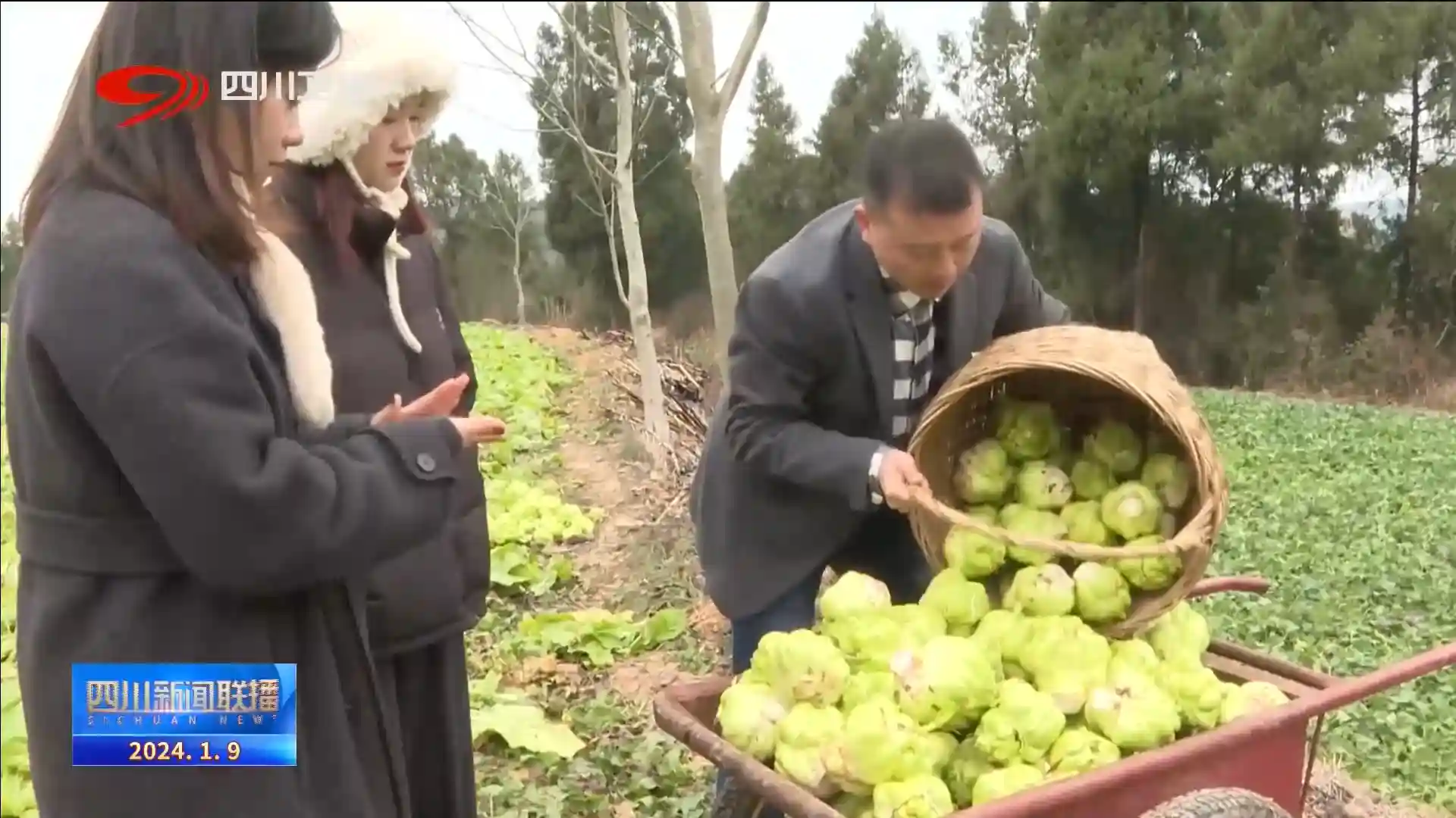 四川新闻联播 ｜ 冬日田间忙 蔬果迎丰收