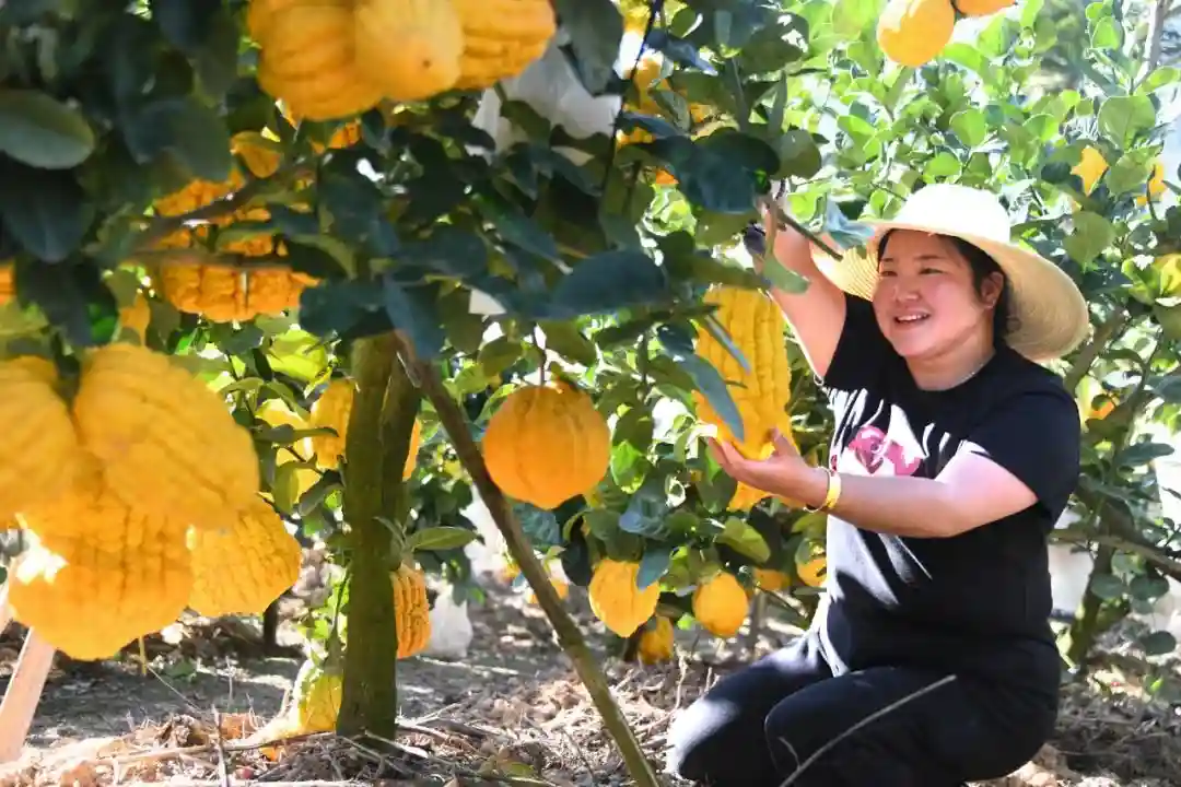 【新春走基层】洪素琼：让满园香橼树挂上致富“金果果”