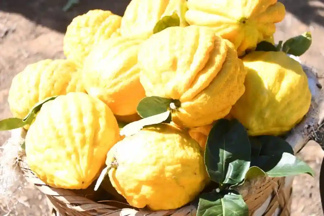 【新春走基层】洪素琼：让满园香橼树挂上致富“金果果”