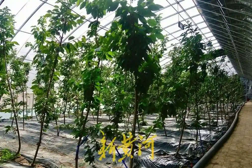 海拔4000米之上的“果蔬之乡”| 援藏30·鲁藏同行